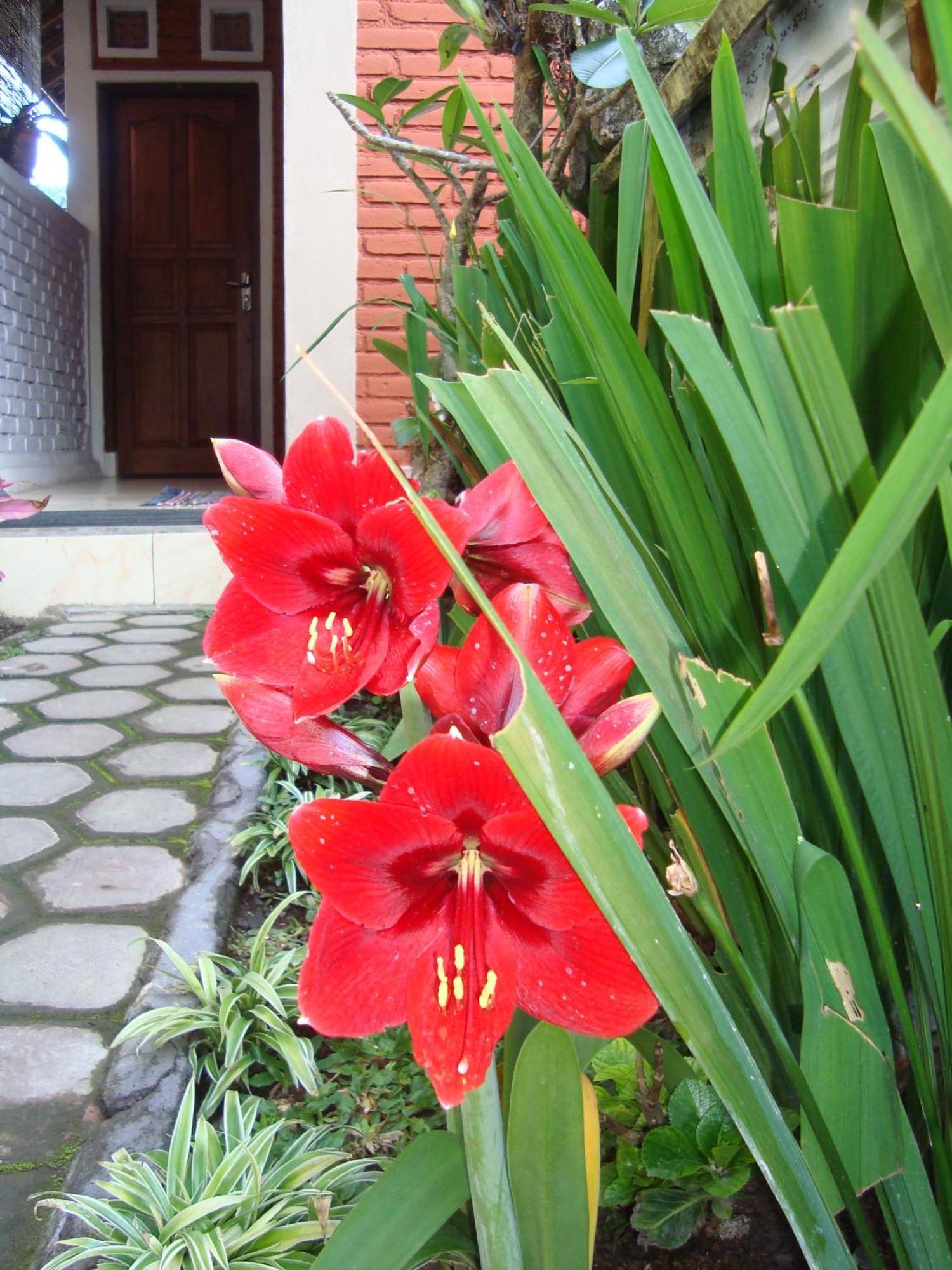 Taman Ayu Homestay Munduk Mitra Reddoorz Экстерьер фото